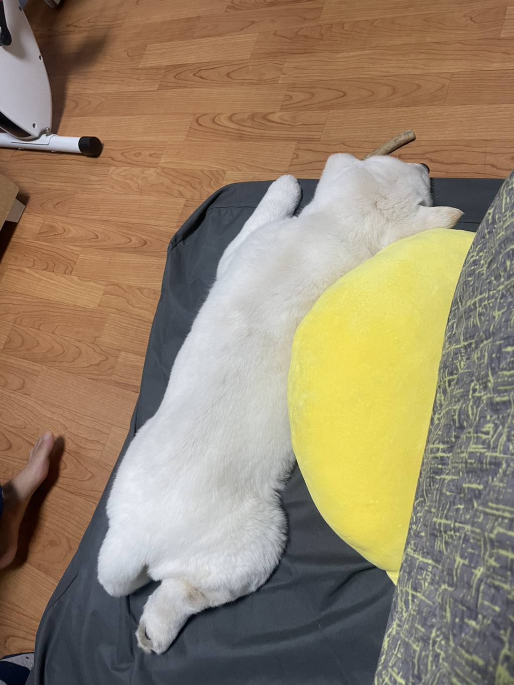 이떻게 이렇게 발을 모아서 자지?? | 인스티즈