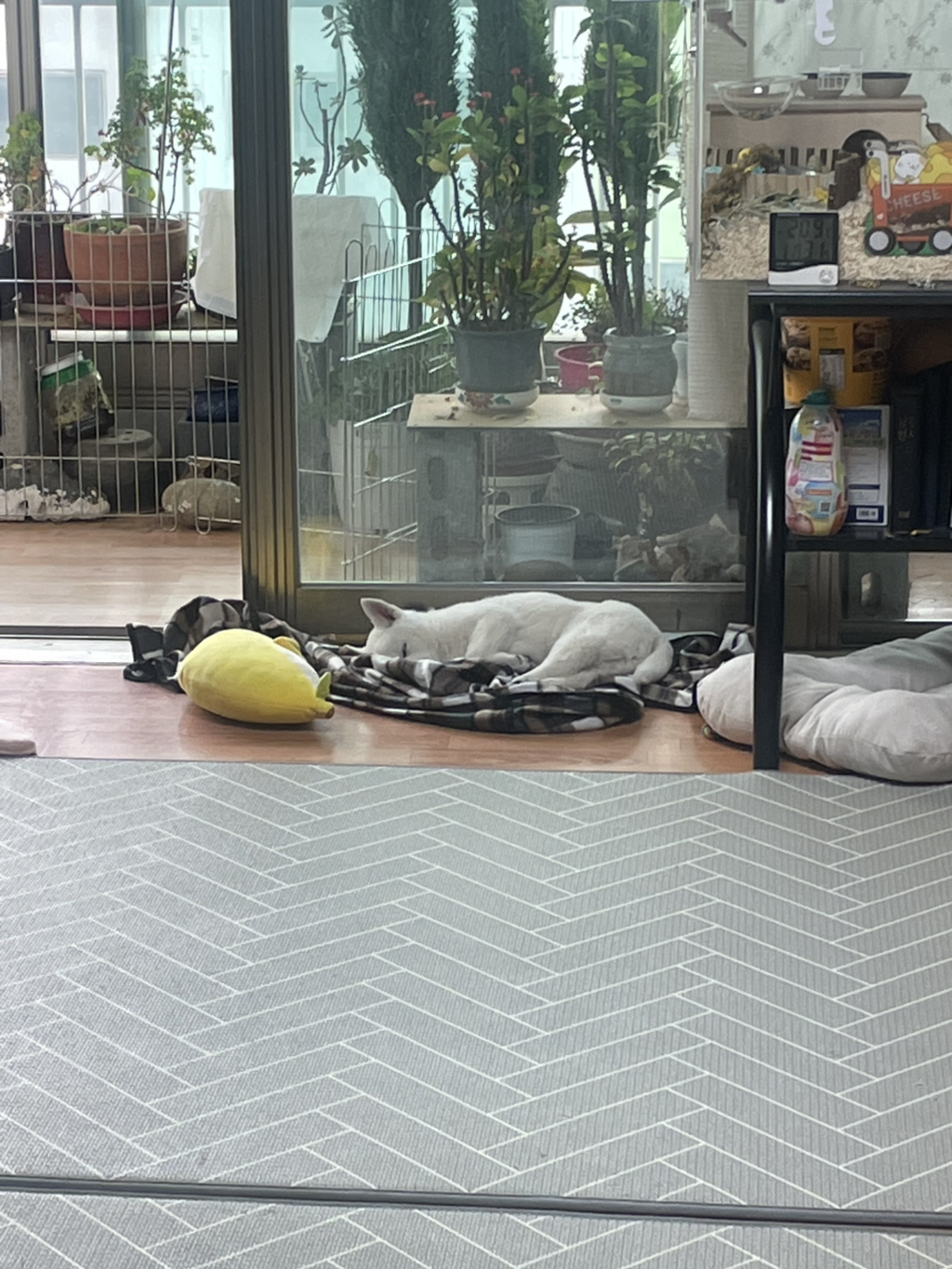 이떻게 이렇게 발을 모아서 자지?? | 인스티즈