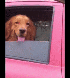 옆차선에서 마주친 댕댕이 | 인스티즈