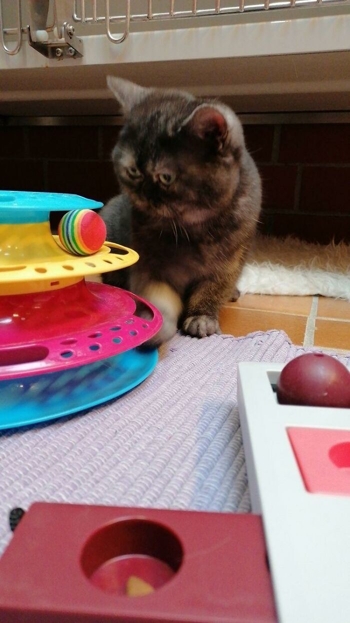 '심술궃게 생기고 못생겨서' 오랫동안 입양되지 못했던 고양이 | 인스티즈