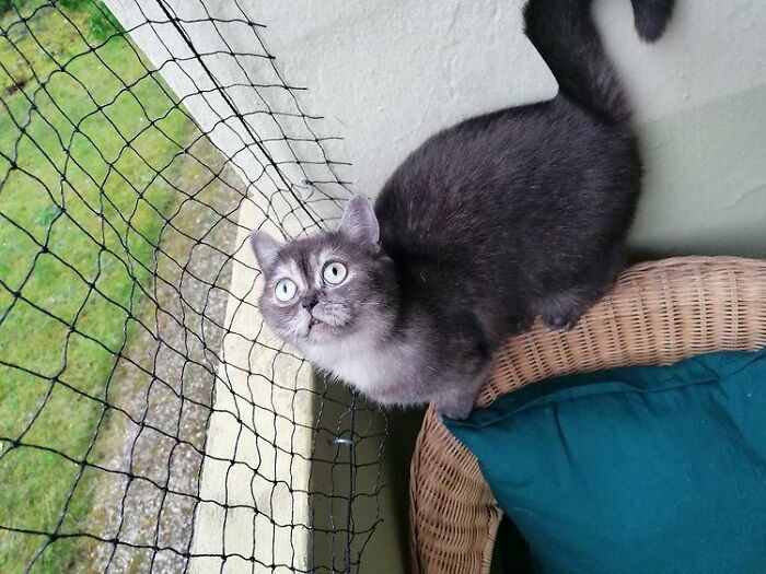 '심술궃게 생기고 못생겨서' 오랫동안 입양되지 못했던 고양이 | 인스티즈