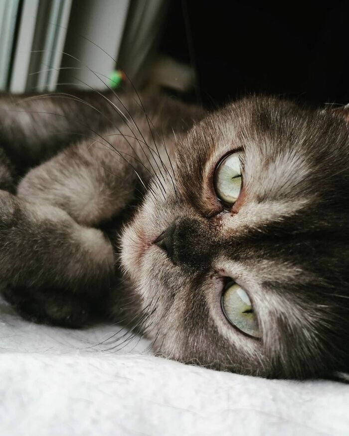 '심술궃게 생기고 못생겨서' 오랫동안 입양되지 못했던 고양이 | 인스티즈