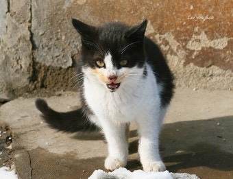 고양이 : 내새끼 사료좀 먹여줄수 있어요? | 인스티즈