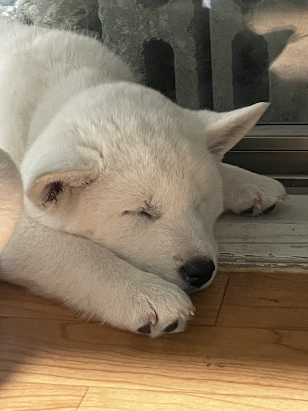 이떻게 이렇게 발을 모아서 자지?? | 인스티즈