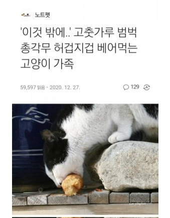 고양이 : 내새끼 사료좀 먹여줄수 있어요? | 인스티즈