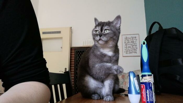 '심술궃게 생기고 못생겨서' 오랫동안 입양되지 못했던 고양이 | 인스티즈