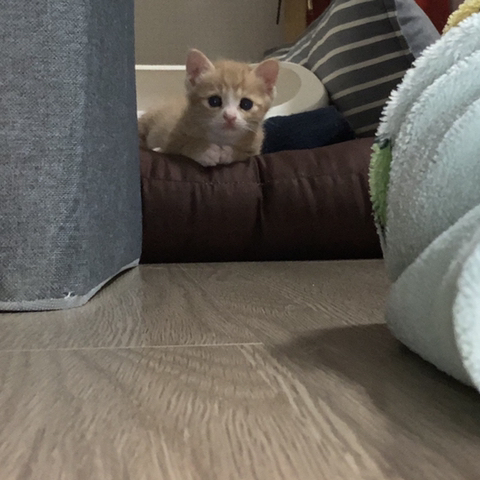 울 고앵 울집온지 1년 됐어 🐈 | 인스티즈