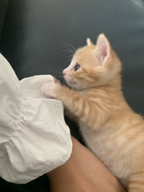 울 고앵 울집온지 1년 됐어 🐈 | 인스티즈