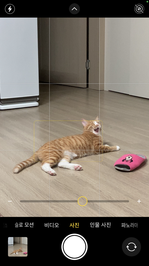 울 고앵 울집온지 1년 됐어 🐈 | 인스티즈