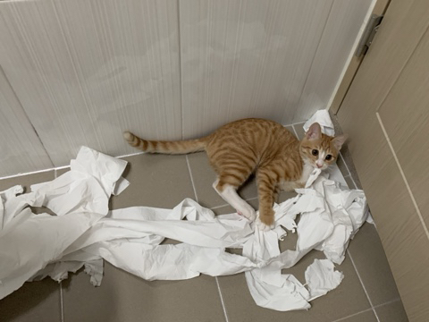 울 고앵 울집온지 1년 됐어 🐈 | 인스티즈