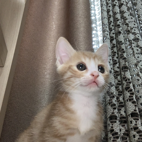 울 고앵 울집온지 1년 됐어 🐈 | 인스티즈