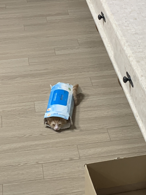 울 고앵 울집온지 1년 됐어 🐈 | 인스티즈