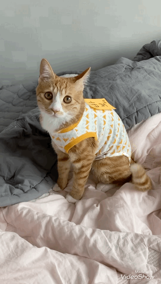 울 고앵 울집온지 1년 됐어 🐈 | 인스티즈