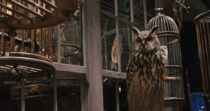 호그와트 만학도 되기 vs 그냥 살기 | 인스티즈