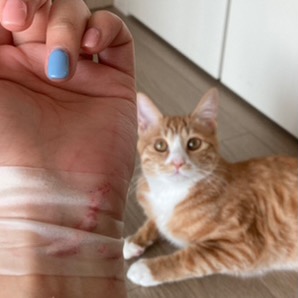 울 고앵 울집온지 1년 됐어 🐈 | 인스티즈