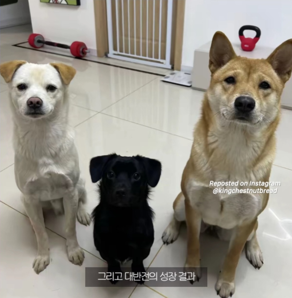 다들 가운데 강아지가 제일 커질거라 예상했음 | 인스티즈