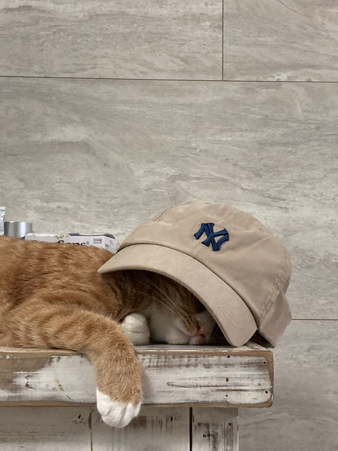 울 고앵 울집온지 1년 됐어 🐈 | 인스티즈