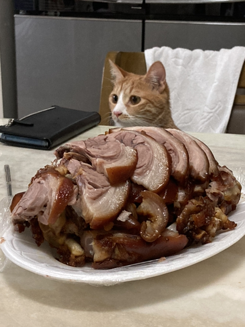 울 고앵 울집온지 1년 됐어 🐈 | 인스티즈