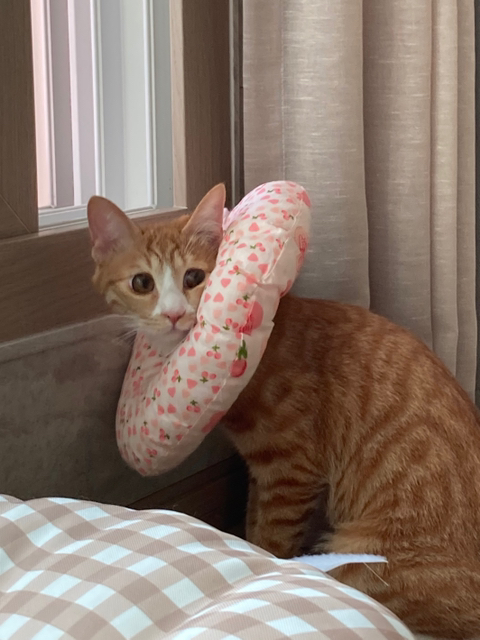 울 고앵 울집온지 1년 됐어 🐈 | 인스티즈