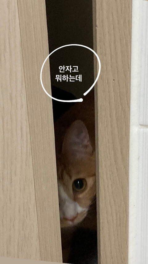 울 고앵 울집온지 1년 됐어 🐈 | 인스티즈