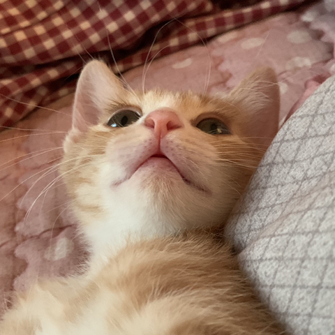 울 고앵 울집온지 1년 됐어 🐈 | 인스티즈