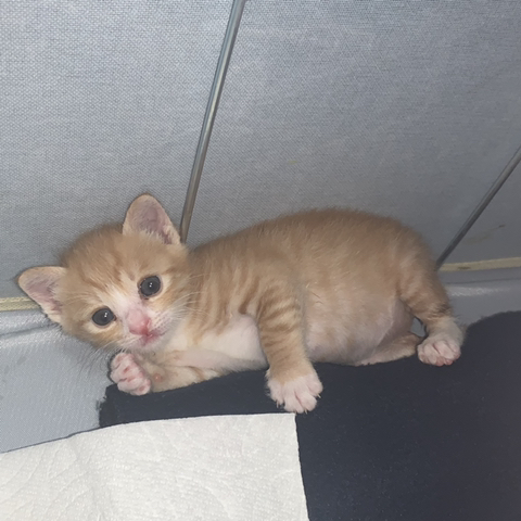 울 고앵 울집온지 1년 됐어 🐈 | 인스티즈