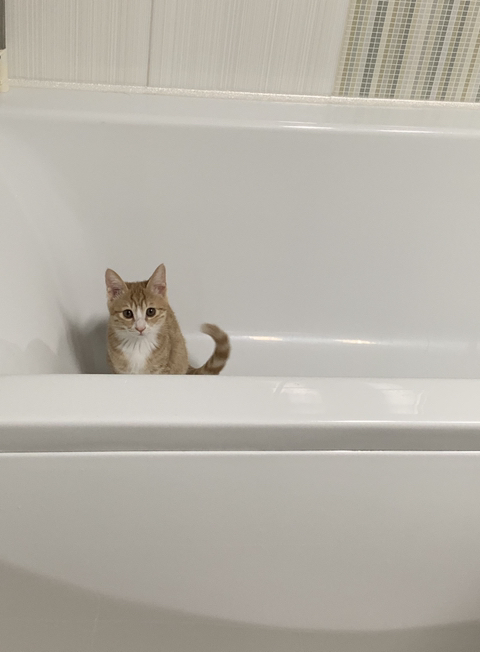 울 고앵 울집온지 1년 됐어 🐈 | 인스티즈