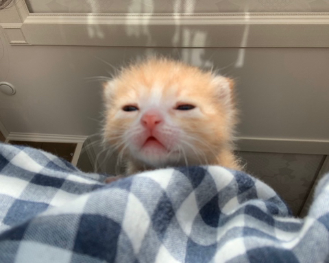 울 고앵 울집온지 1년 됐어 🐈 | 인스티즈