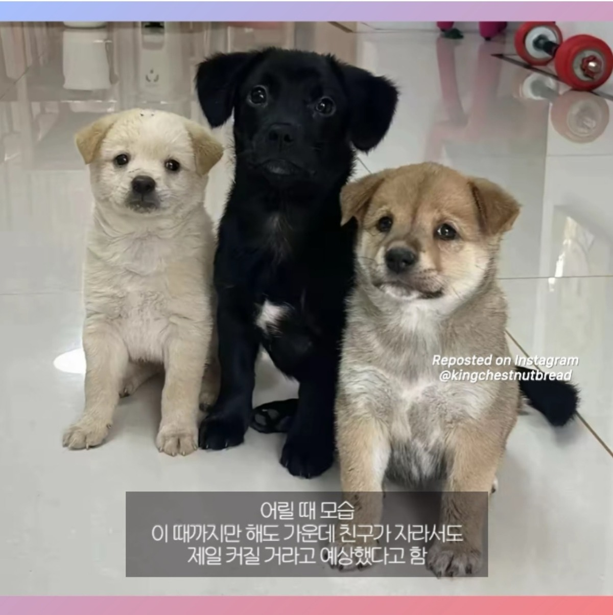 다들 가운데 강아지가 제일 커질거라 예상했음 | 인스티즈