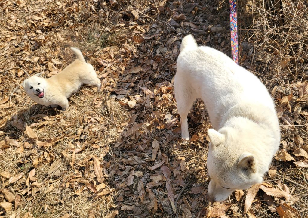 모르는 새끼강아지가 자꾸 쫓아와서.... (어쩌다보니 임보중..) | 인스티즈