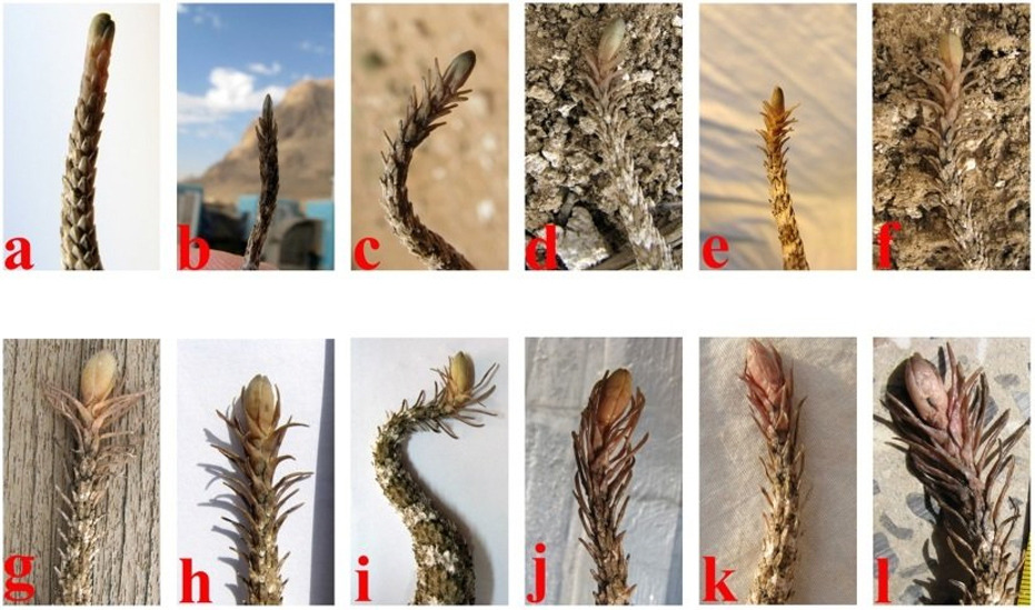 뱀주의진짜주의) 꼬리로 거미 모습을 흉내내는 뱀 | 인스티즈