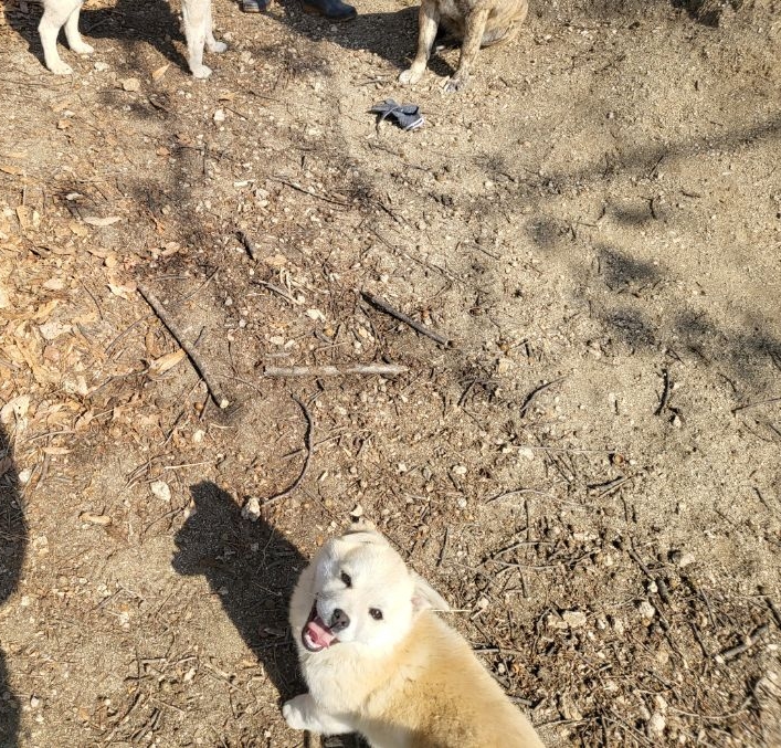 모르는 새끼강아지가 자꾸 쫓아와서.... (어쩌다보니 임보중..) | 인스티즈