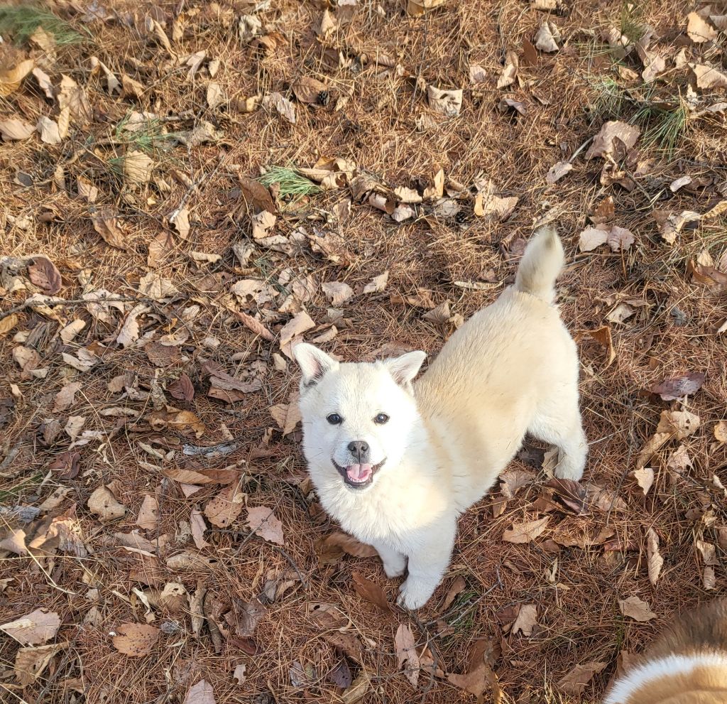 모르는 새끼강아지가 자꾸 쫓아와서.... (어쩌다보니 임보중..) | 인스티즈