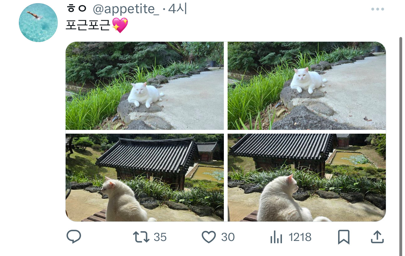 절 고양이 복길이 | 인스티즈