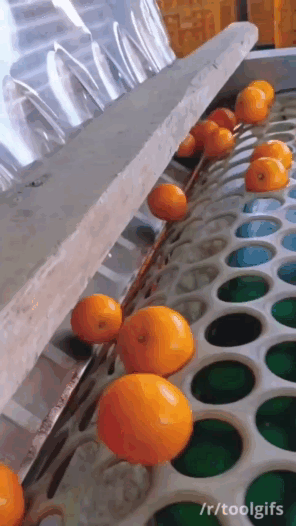 귤 크기별로 분류하기 | 인스티즈