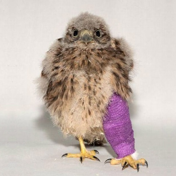 깁스 한 아기 동물들 | 인스티즈