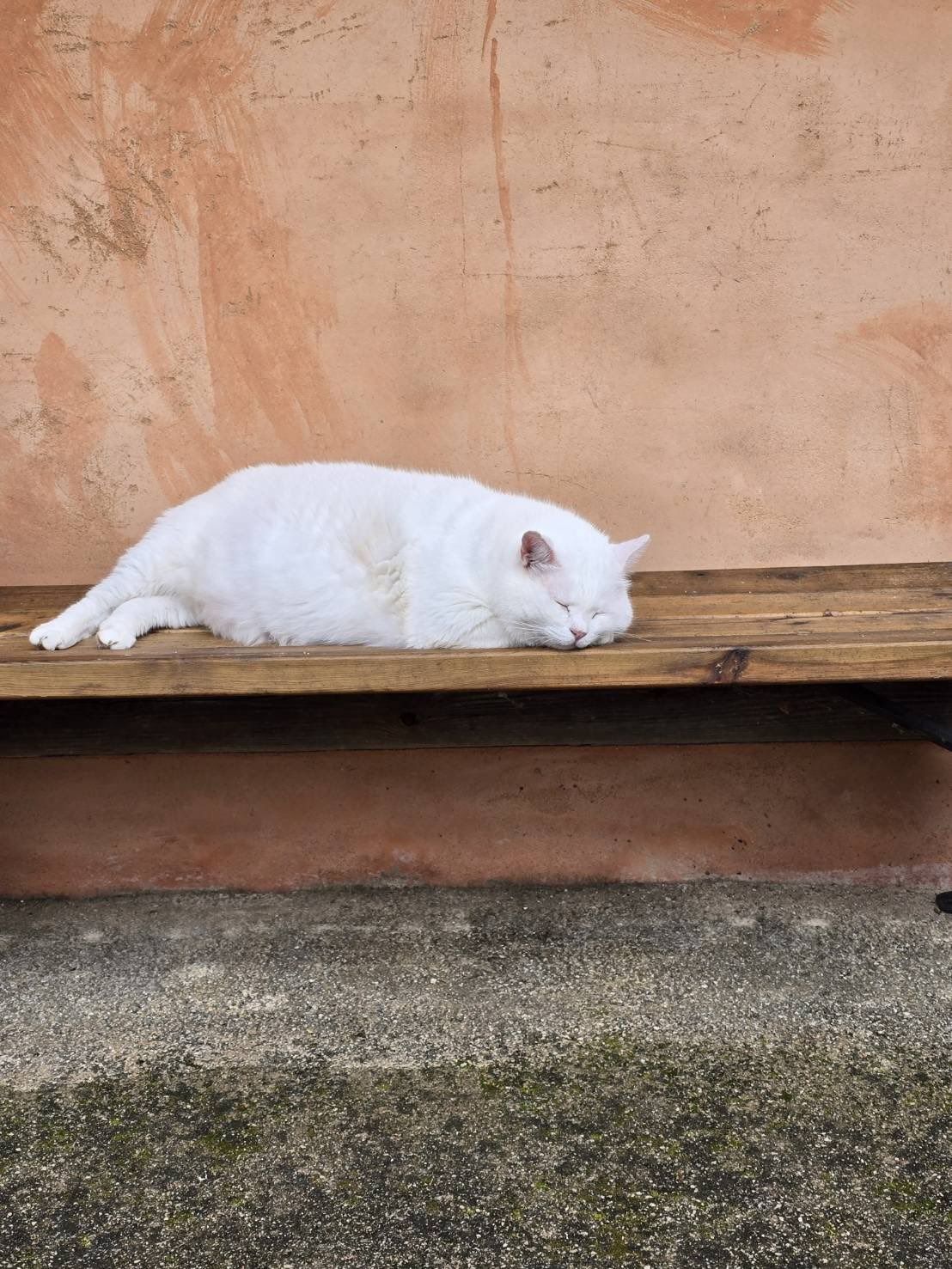 절 고양이 복길이 | 인스티즈