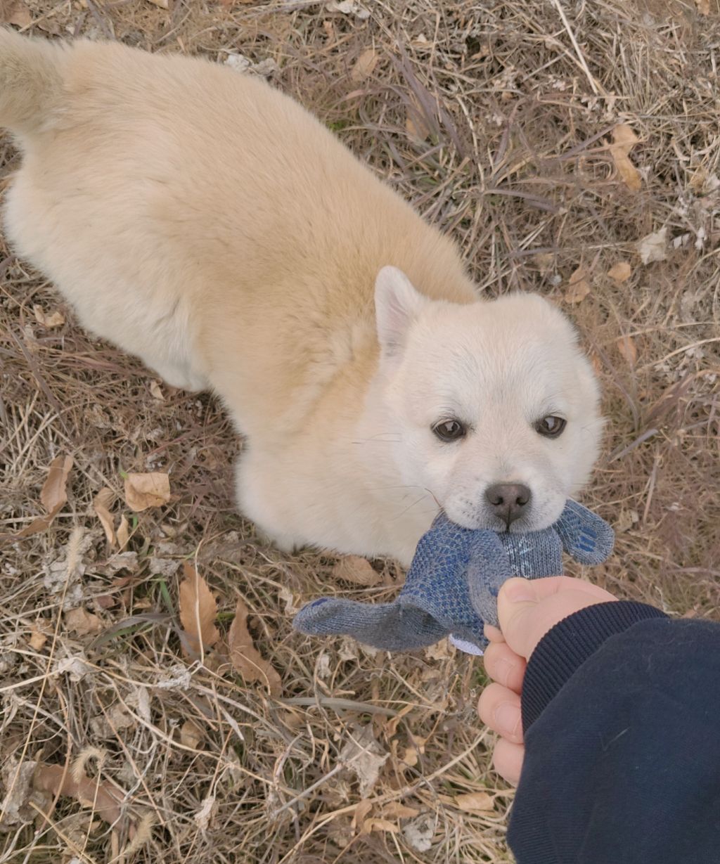 모르는 새끼강아지가 자꾸 쫓아와서.... (어쩌다보니 임보중..) | 인스티즈