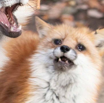 체스 시계가 발명된 어이없는 이유 | 인스티즈