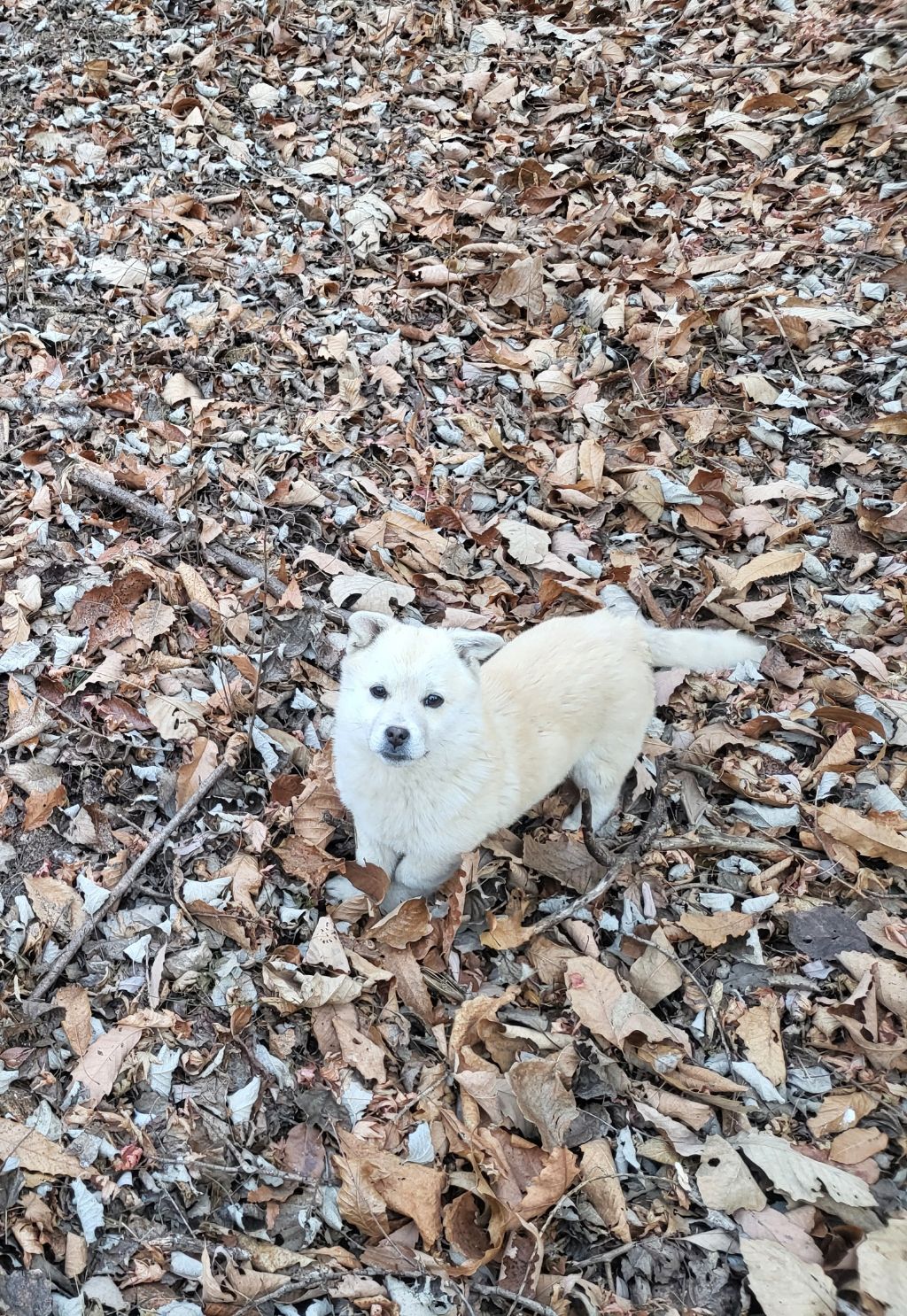 모르는 새끼강아지가 자꾸 쫓아와서.... (어쩌다보니 임보중..) | 인스티즈