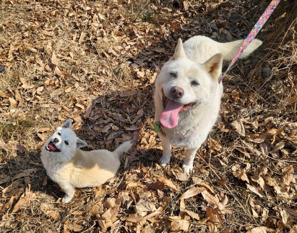 모르는 새끼강아지가 자꾸 쫓아와서.... (어쩌다보니 임보중..) | 인스티즈