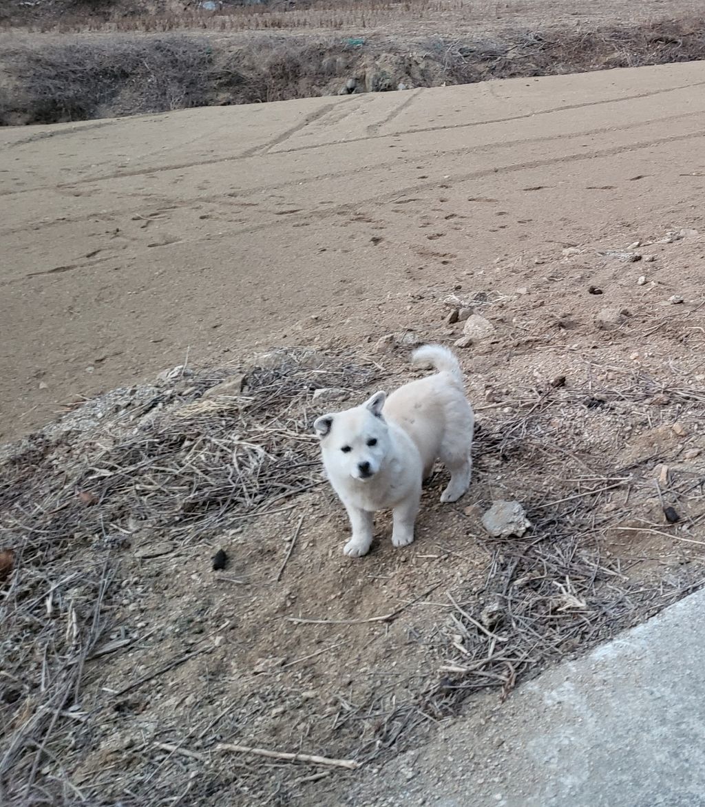 모르는 새끼강아지가 자꾸 쫓아와서.... (어쩌다보니 임보중..) | 인스티즈