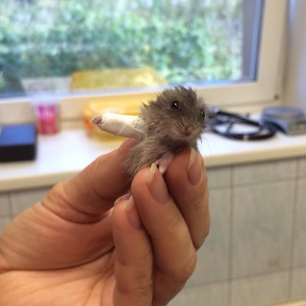 깁스 한 아기 동물들 | 인스티즈