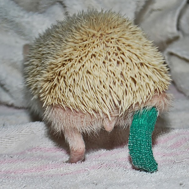 깁스 한 아기 동물들 | 인스티즈