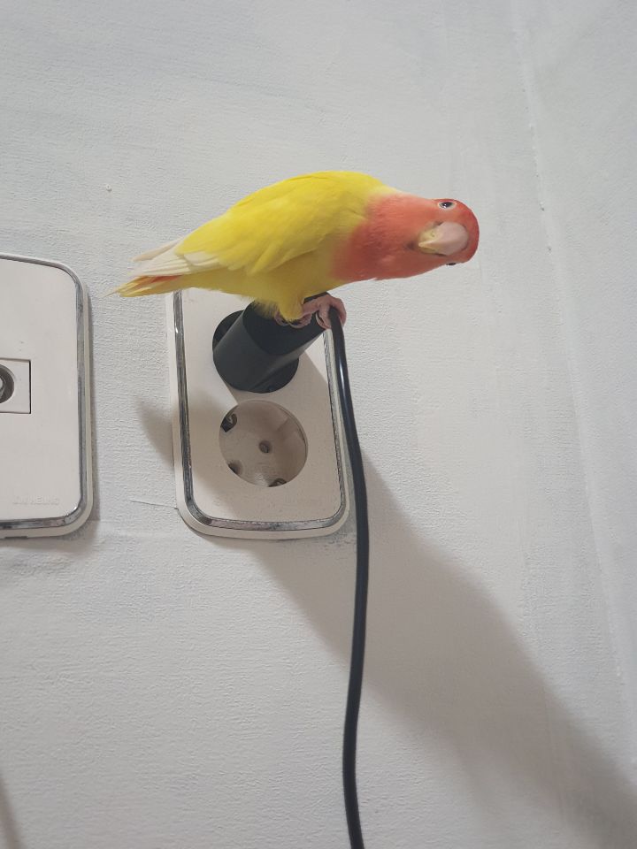 반려동물 놀아주기 힘들 때 필사적으로 자는척 하는 달글 | 인스티즈