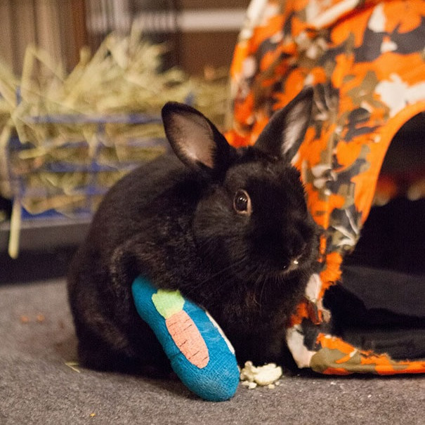 깁스 한 아기 동물들 | 인스티즈