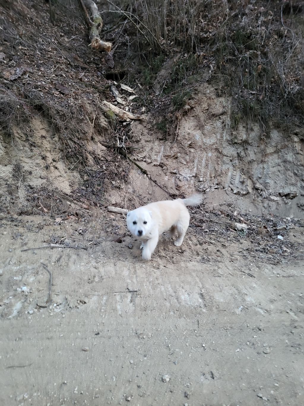 모르는 새끼강아지가 자꾸 쫓아와서.... (어쩌다보니 임보중..) | 인스티즈