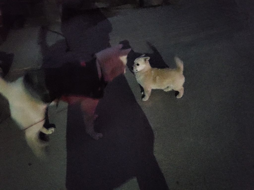 모르는 새끼강아지가 자꾸 쫓아와서.... (어쩌다보니 임보중..) | 인스티즈