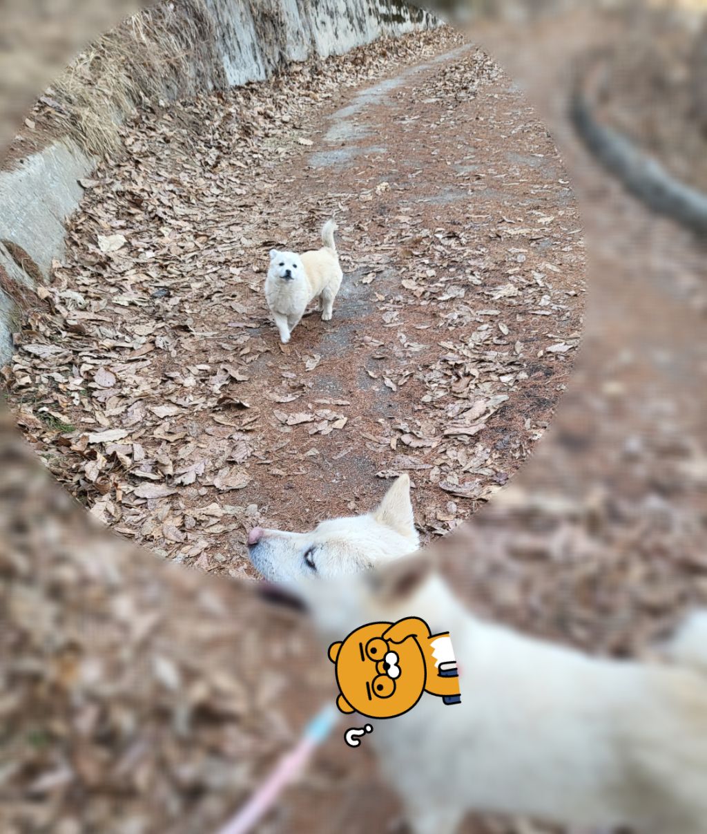 모르는 새끼강아지가 자꾸 쫓아와서.... (어쩌다보니 임보중..) | 인스티즈