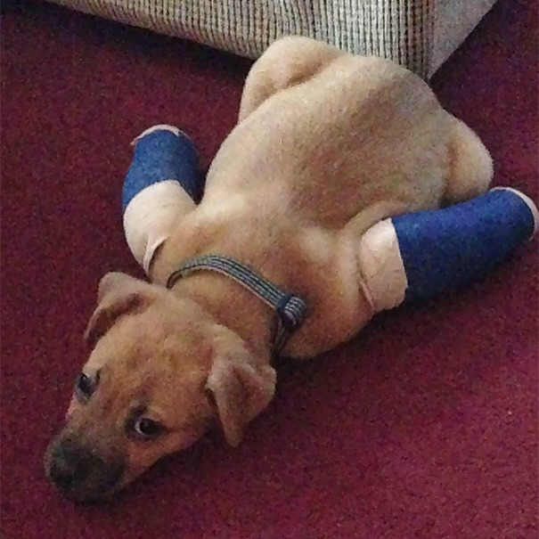 깁스 한 아기 동물들 | 인스티즈